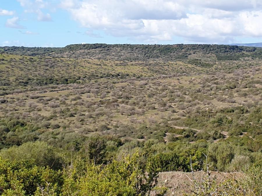 
	Olivastri secchi dopo essere stati colpiti dalla&nbsp;Phytophthora bilorbang

