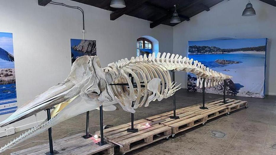 La Maddalena, lo scheletro del capodoglio in mostra a Stagnali