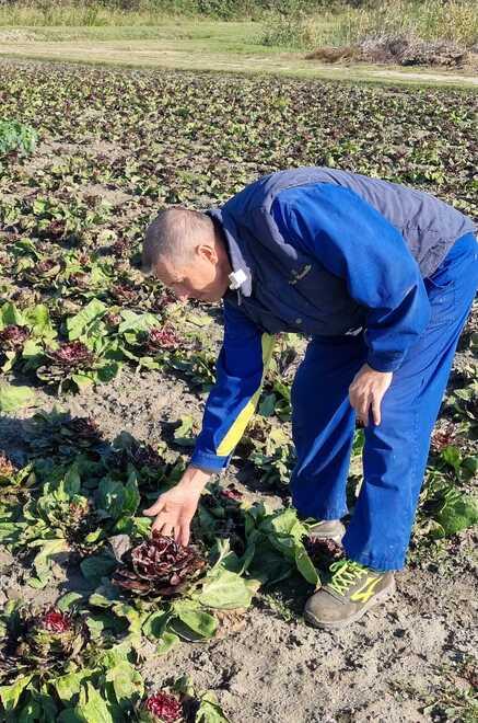 I daini devastano le colture del Delta: «E i risarcimenti non arrivano» 