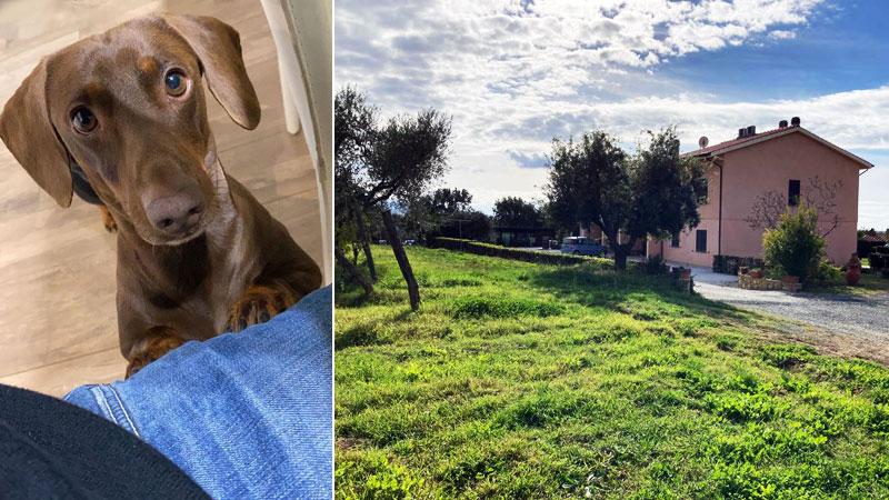 «Un lupo ha sbranato il nostro cane», la denuncia di un cittadino