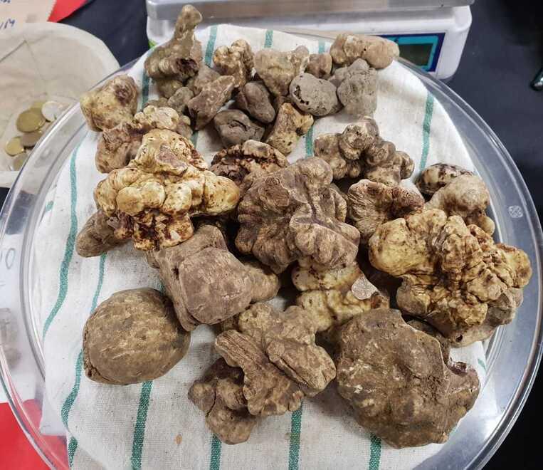 La montagna reggiana omaggia la trifola: da Cavola a Viano il gusto è servito