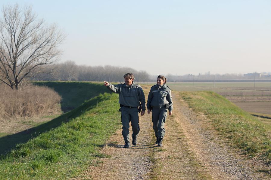 Agricoltore azzannato da un cinghiale. Caccia all’animale anche nella Bassa Modenese