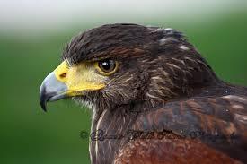 Falco reale davanti alla porta di una casa, aveva sbattuto il capo 