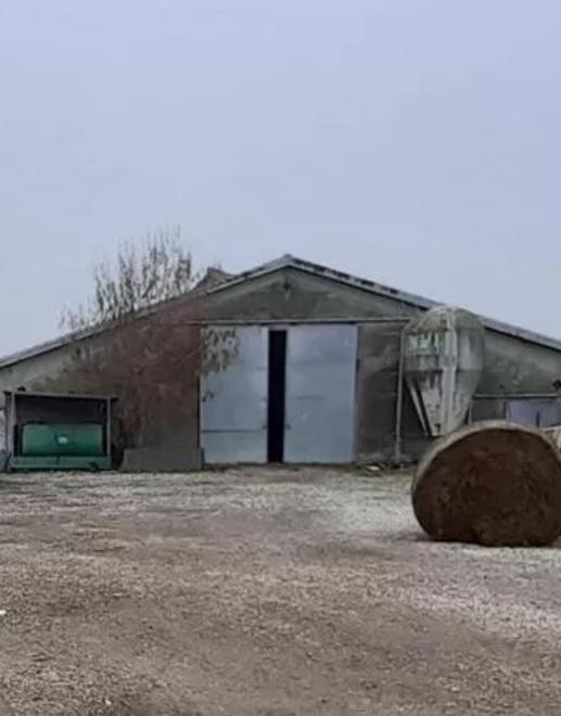 Azzannato da un cinghiale, caccia all'animale nella Bassa modenese