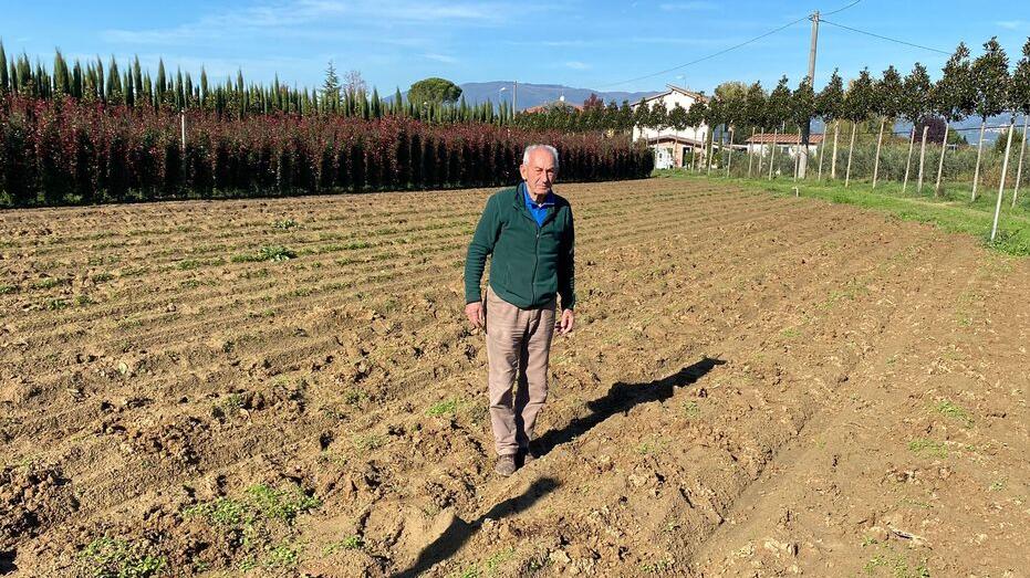 Saccheggiato vivaio a Ponte Buggianese: spariscono cinquecento magnolie
