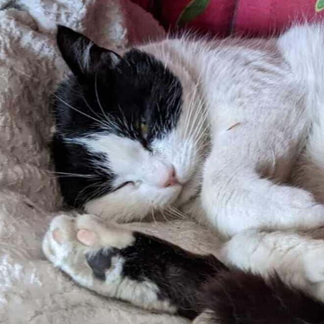La gattina Miù uccisa da tre cani: «I proprietari dei cani devono essere responsabili»