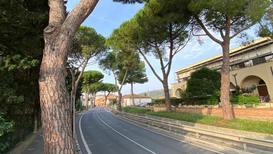 Alberi e sicurezza: al via lo studio per censirne lo stato di salute