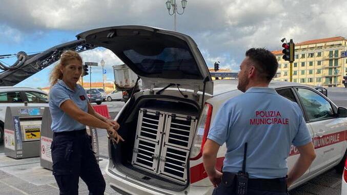 Rapinatore delle Vettovaglie fermato sul Ponte di Mezzo