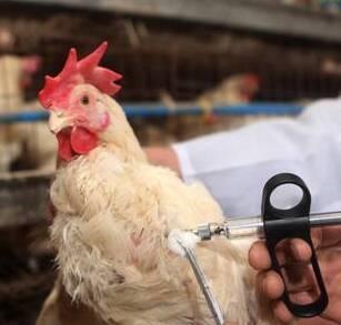 Modena: aviaria, scoperto un focolaio 
