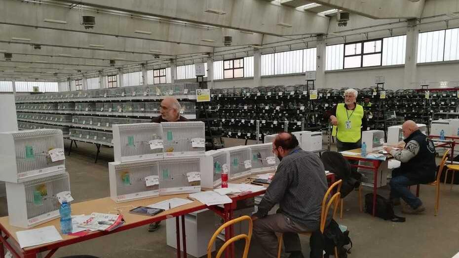 Aviaria, la mostra ornitologica si fa «Tutti i volatili sono controllati»