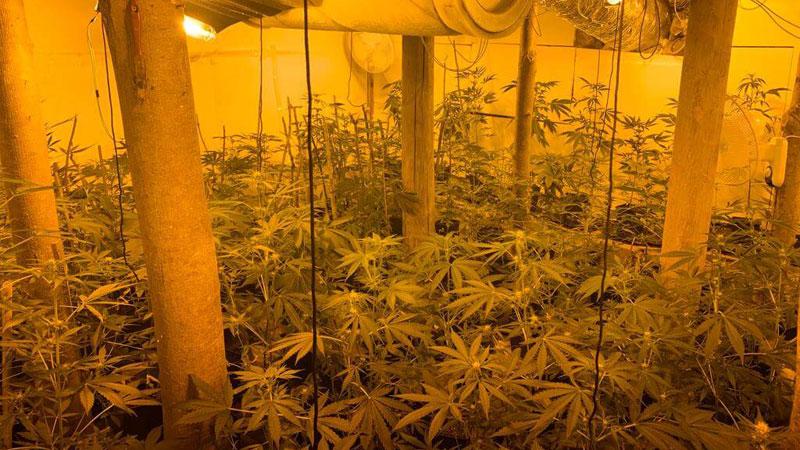 Marijuana a Bergiola, nei guai dopo la soffiata