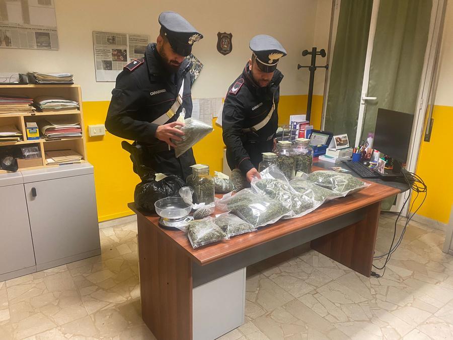 Toano: in casa tre chili di marijuana, in giardino la piantagione. Arrestato dai carabinieri