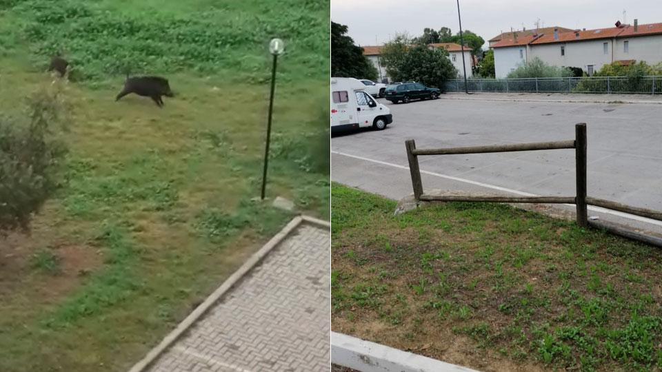 La corsa dei cinghiali in paese: segnalazioni in aumento dai cittadini