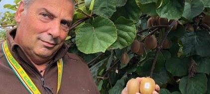 A San Giuliano nasce il vero kiwi Made in Tuscany: sono 10 ettari
