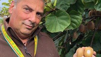 A San Giuliano nasce il vero kiwi Made in Tuscany: sono 10 ettari
