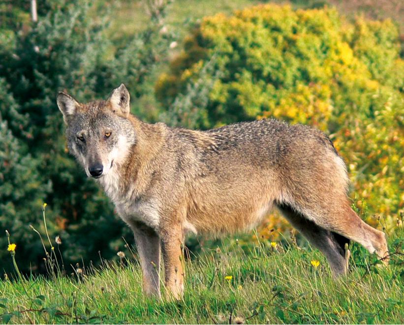 Le carcasse degli animali predati diventeranno cibo per lupi e ibridi