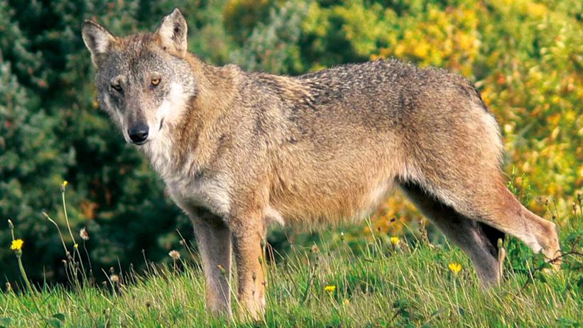 Le carcasse degli animali predati diventeranno cibo per lupi e ibridi
