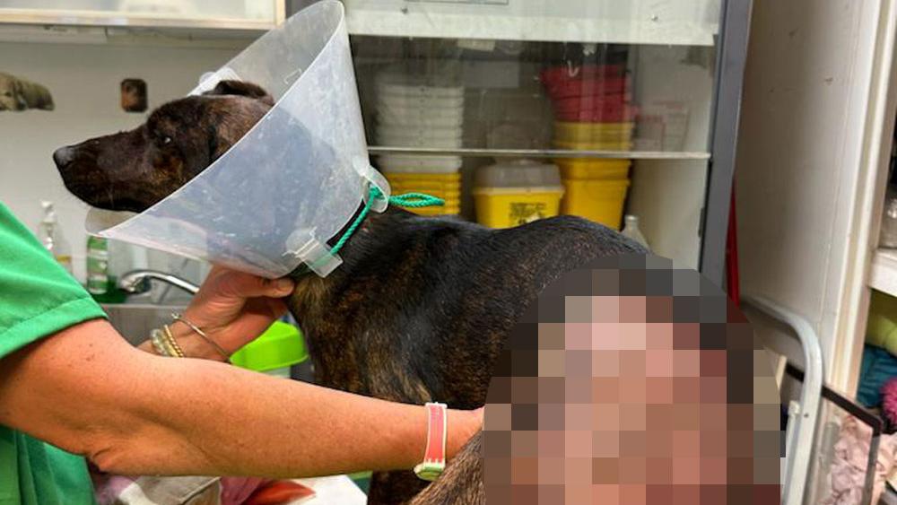 Ferita con il machete una cagnolina al seguito dei cinghialai