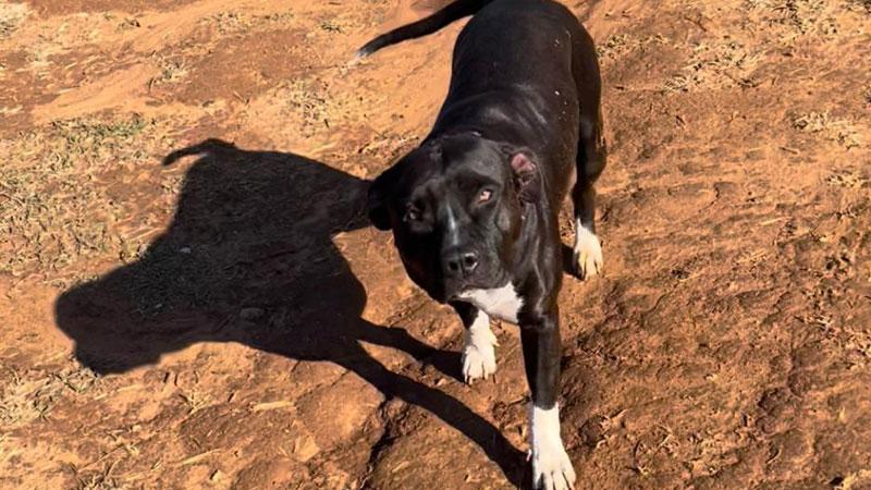 Cucciola colpita da una fucilata: trovata agonizzante in strada