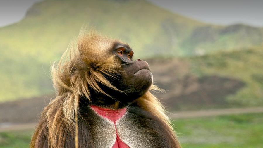 Una ricerca made in Pisa: le scimmie gelada manipolano le pietre per “disegnare”