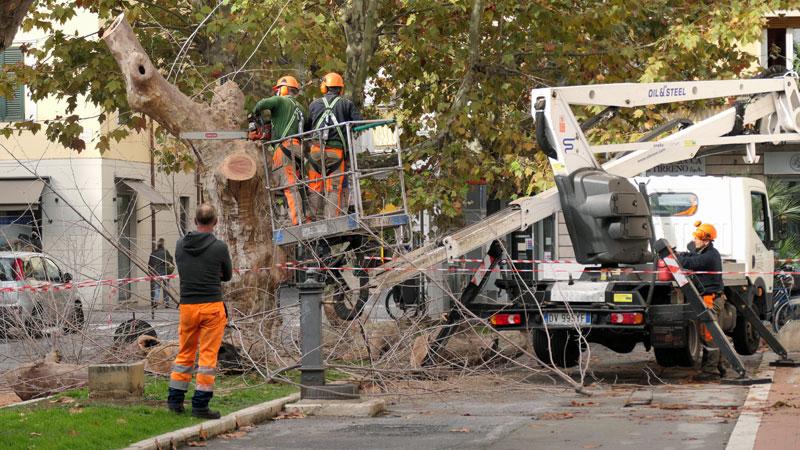 Viareggio, si abbattono otto platani ammalati di cancro colorato