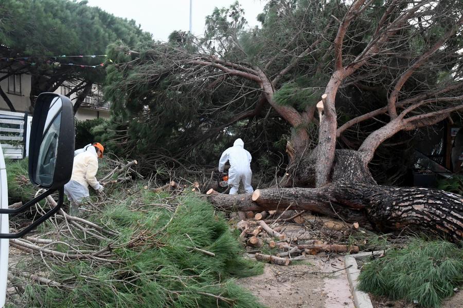 
	La rimozione del pino abbattuto

