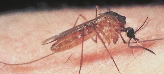 Oristano, la "febbre del Nilo" uccide ancora