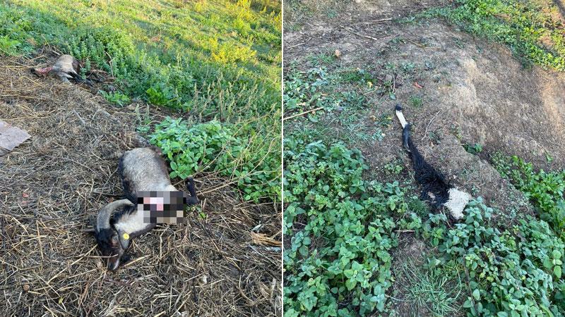 Caprette attaccate alla gola e sbranate: c’è l’incognita lupo a Carrara