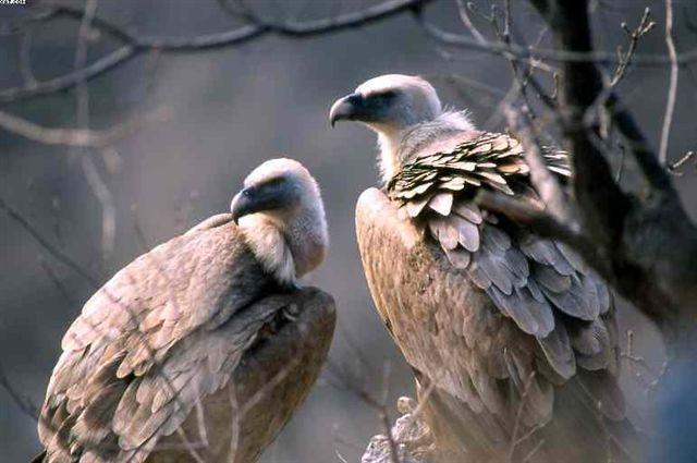 Sardegna terra di grifoni, esemplari in aumento del 20 per cento