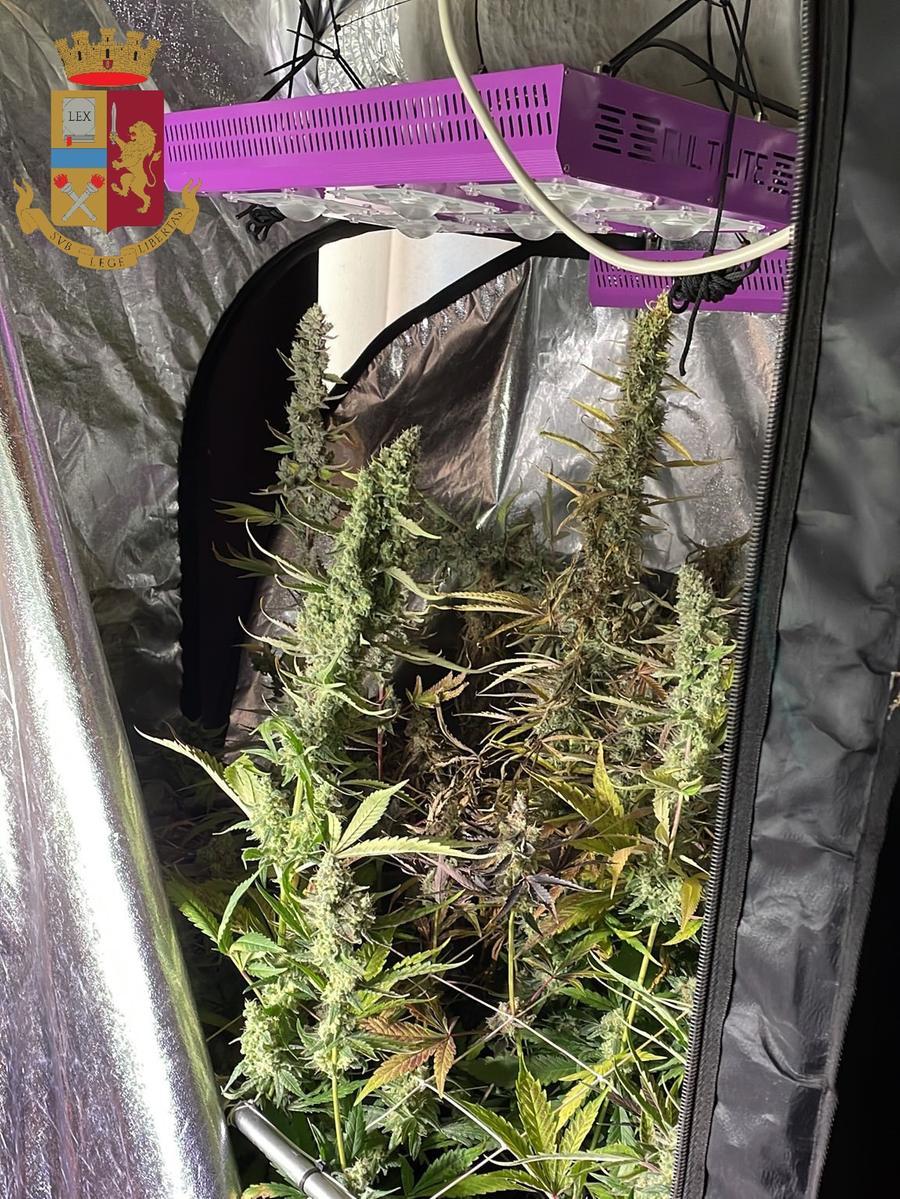 Bomporto. La casa-laboratorio dello spacciatore. Coltivava e vendeva la marijuana per Movida di Modena