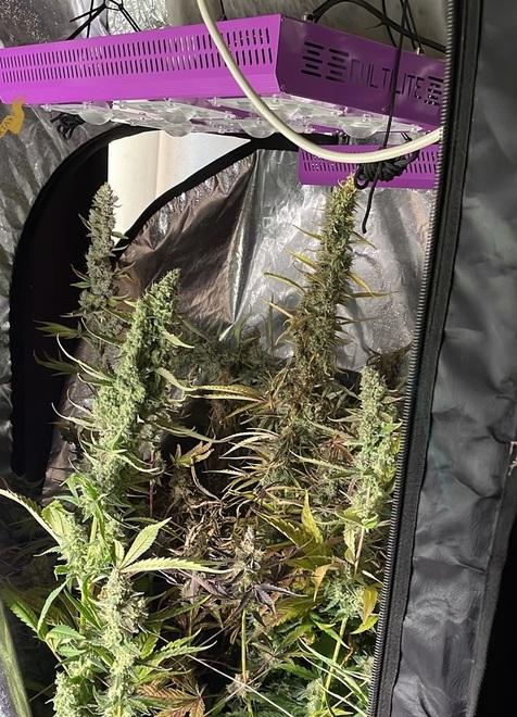 Bomporto. Serra indoor, concimi e attrezzi: coltivava 21 piante di marijuana 