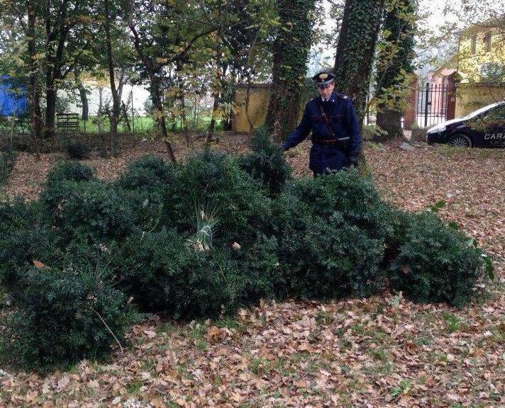 Pungitopo, cinquemila piante rubate a un’azienda agricola