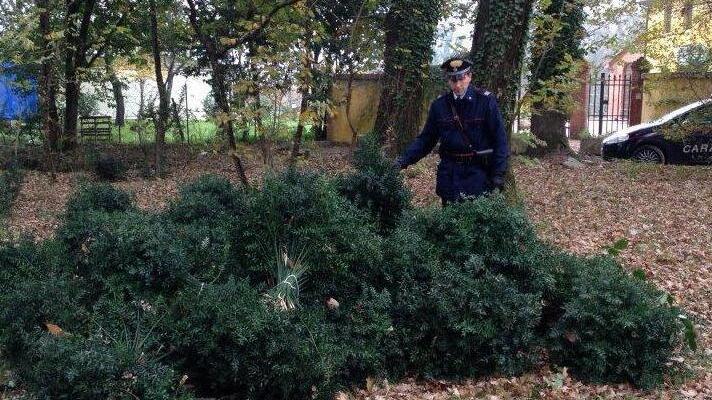 Pungitopo, cinquemila piante rubate a un’azienda agricola
