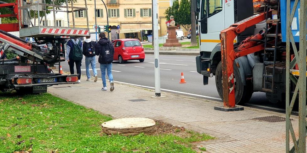 Sassari, all'Emiciclo abbattute due palme vittime del punteruolo rosso