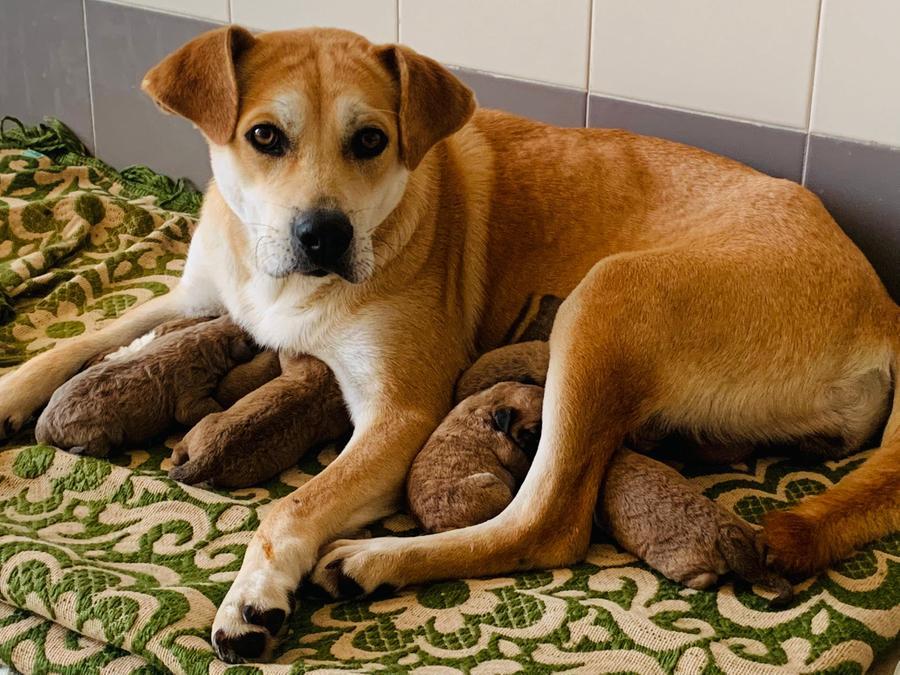 Firenze, canina abbandonata dà alla luce 8 cuccioli al Parco degli animali