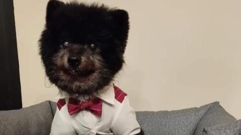 Cicci il cane che con i suoi 24 anni è considerato il più vecchio del mondo