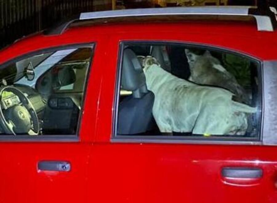 I due cani sull’auto ritrovata dopo un furto lampo