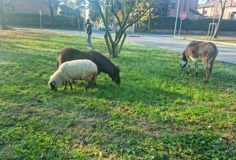 Una pecora, un asino e un pony a passeggio tra le strade e i prati di Spilamberto