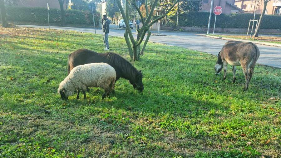 Una pecora, un asino e un pony a passeggio tra le strade e i prati di Spilamberto