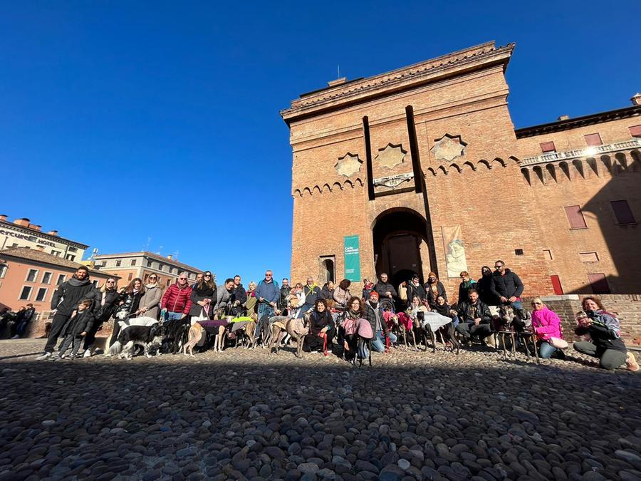 Salvati e adottati: quaranta levrieri sfilano per Ferrara