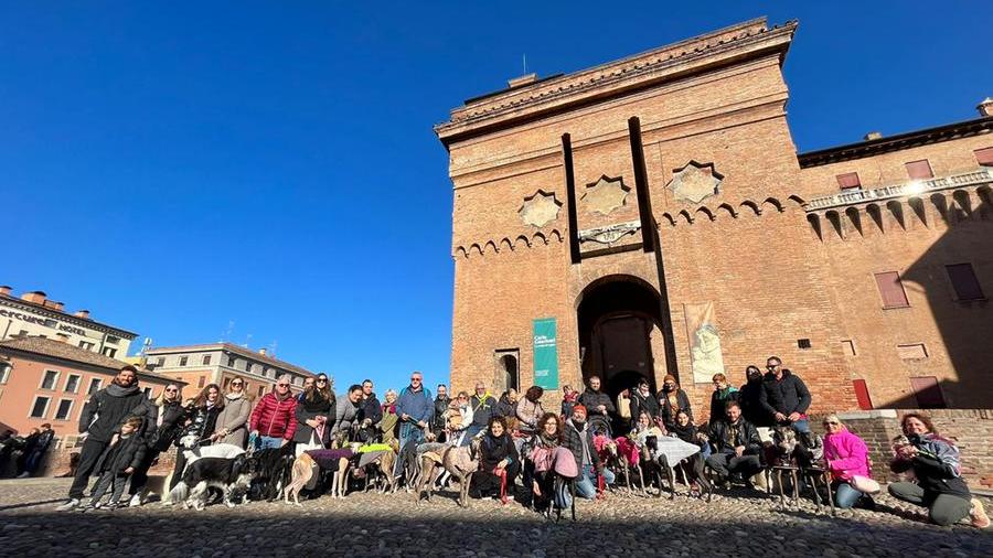 Salvati e adottati: quaranta levrieri sfilano per Ferrara