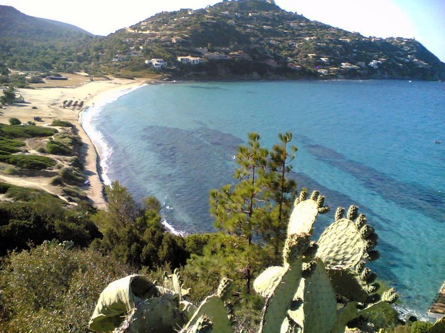 Ancora gatti uccisi dai cani randagi. La sindaca di Maracalagonis: “Facciamo il possibile per fermarli”