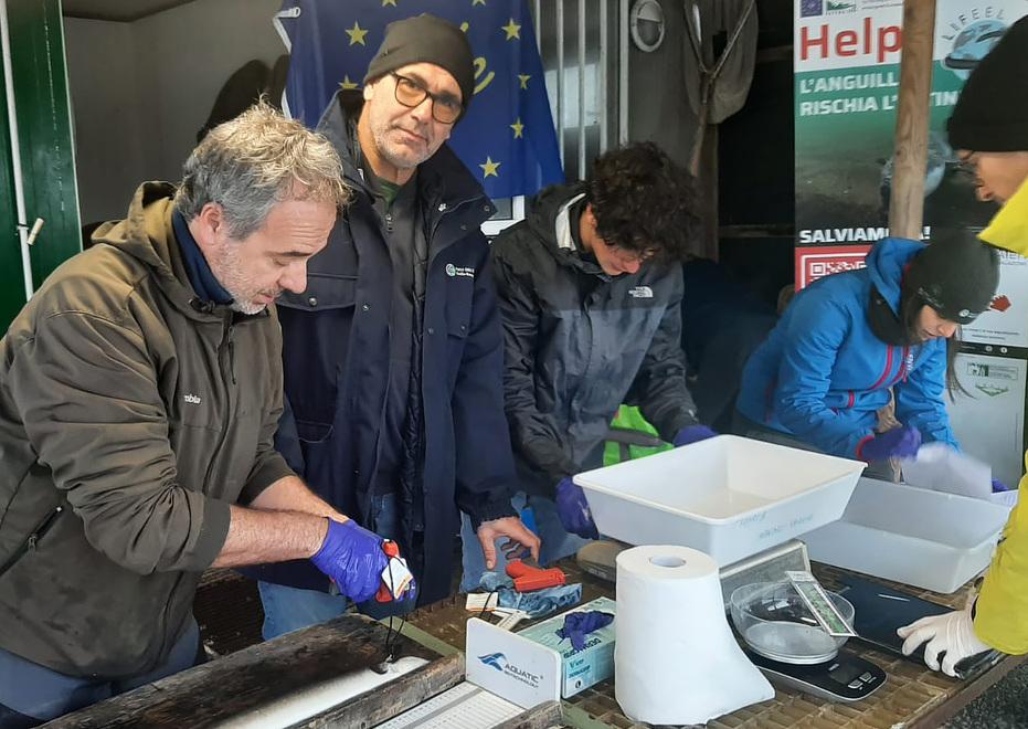 Comacchio, inizia il lungo viaggio delle anguille. Pescate, misurate, taggate e liberate