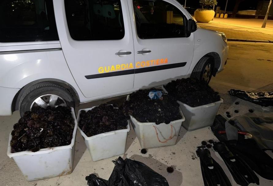 Follonica, maxi multa per un pescatore: aveva preso 4.500 ricci di mare