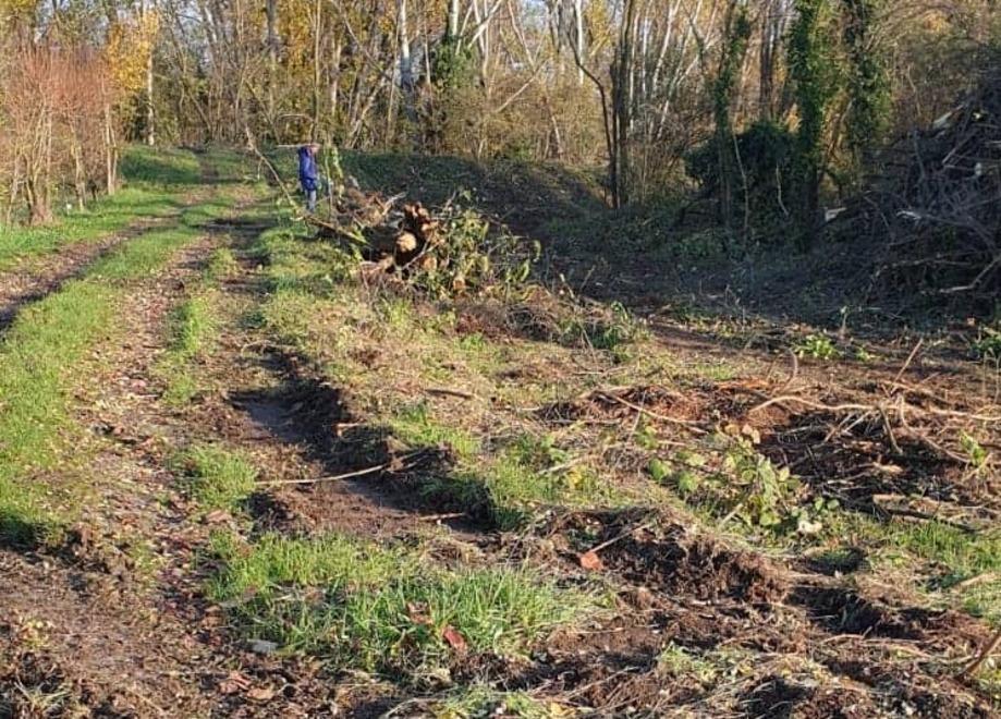 Castelfranco. «Abbattono gli alberi lungo l’argine grazie a una legge di 100 anni fa» 