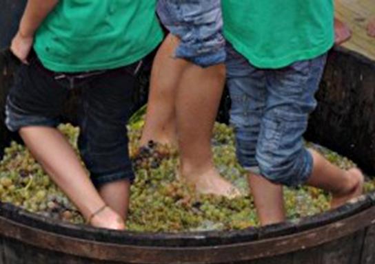 La pigiatura dell’uva moscato si trasforma in uno spettacolo