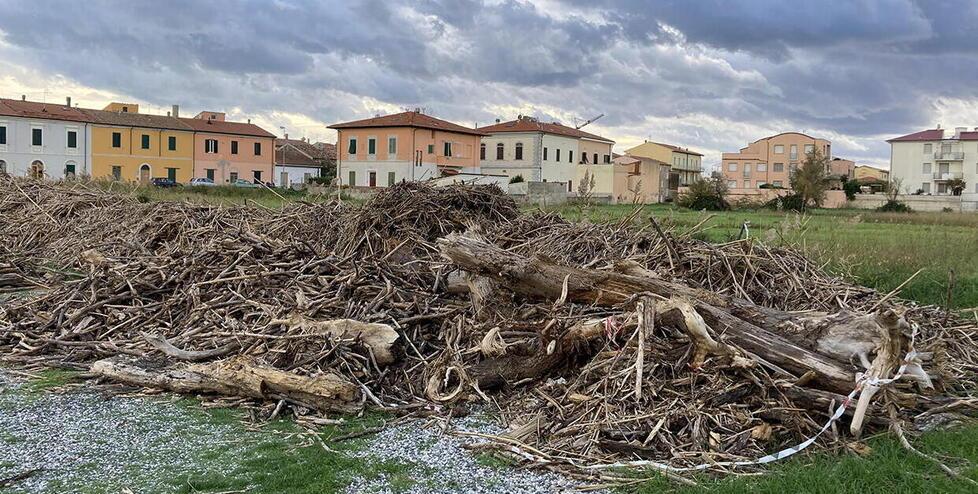 Cecina, tronchi raccolti in spiaggia: il legno trasformato in pellet