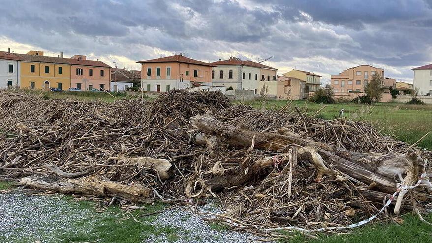 Cecina, tronchi raccolti in spiaggia: il legno trasformato in pellet