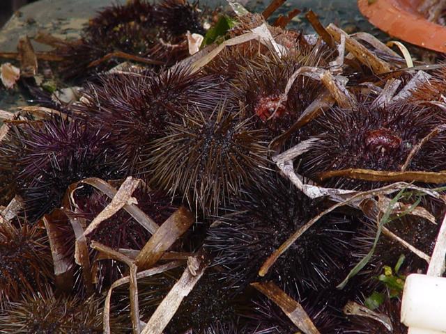 I ricciai vincono la battaglia, revocato il fermo: si pesca fino ad aprile 2023