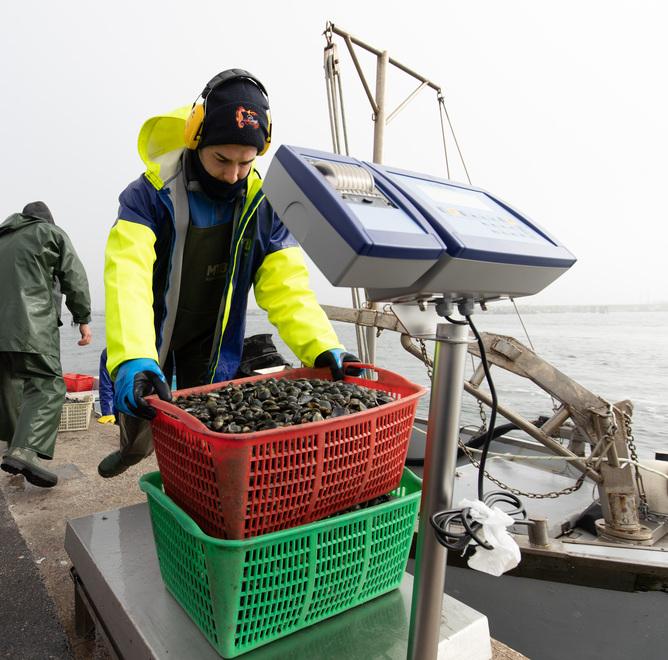 Goro. Sì alle vongole “piccole” sulle tavole almeno per i prossimi tre anni 